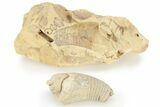 Ordovician, Oncoceratid (Cyrtorizoceras) Fossil - Wisconsin #221231-1
